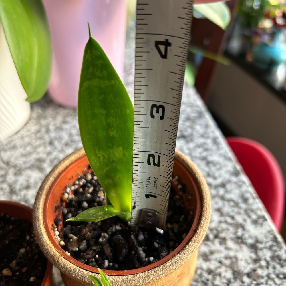 Plants bundle - Picture 2 of 4